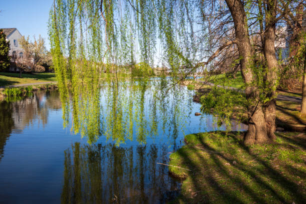 Weeping Willow tree with hanging green branches by still pond water and clear blue sky in a neighborhood in Ashburn, Virginia, USA. The Weeping Willow, its cascading emerald boughs, graces the serene waters of a tranquil pond, under the vast expanse of a clear blue sky in Ashburn, Virginia, USA. ashburn virginia stock pictures, royalty-free photos & images