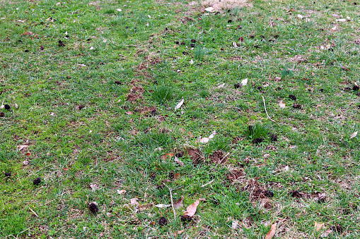 Mole hole in the ground covered with grass