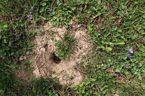 Mole hole in the ground covered with grass