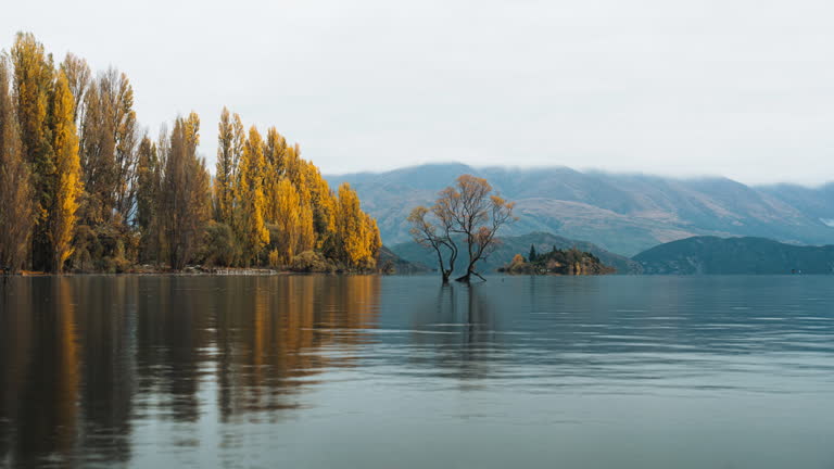 Beautiful lonely Wanaka tree or Willow tree reflection on the Lake Wanaka and golden leaves forest at New Zealand