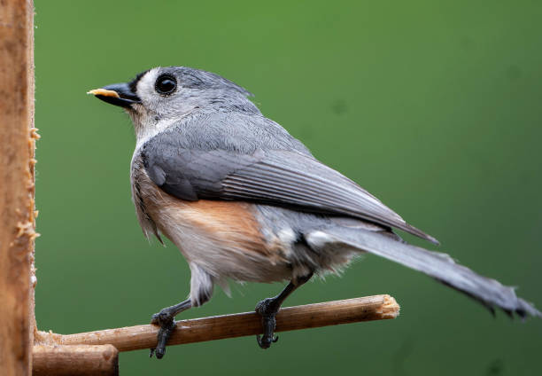 Tufted titmouse in cherry tree with spring blossoms