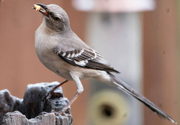 istock A Northern Mockingbird on the backyard deck 2150557527