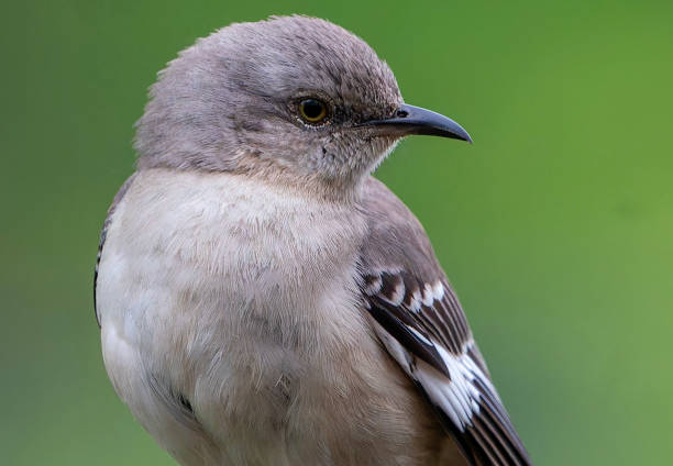 istock A Northern Mockingbird on the backyard deck 2150557531