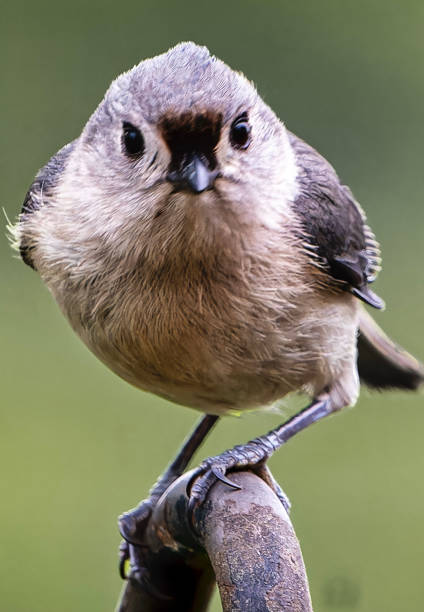 istock A Tufted Titmouse on the Peanut Butter bird feeder 2150557551
