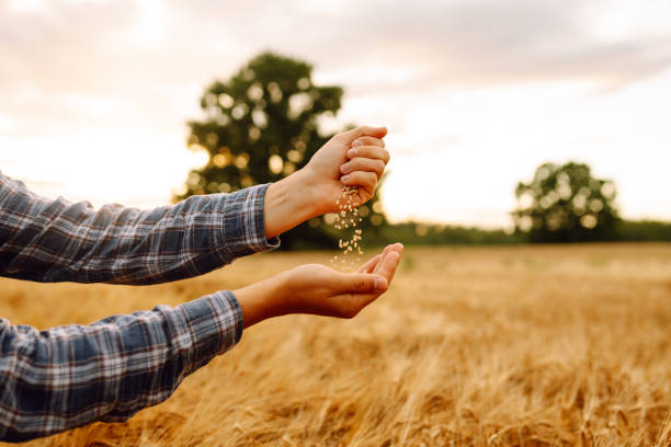 istock Farmers hands pour grain into field from hand to hand. 2150559422