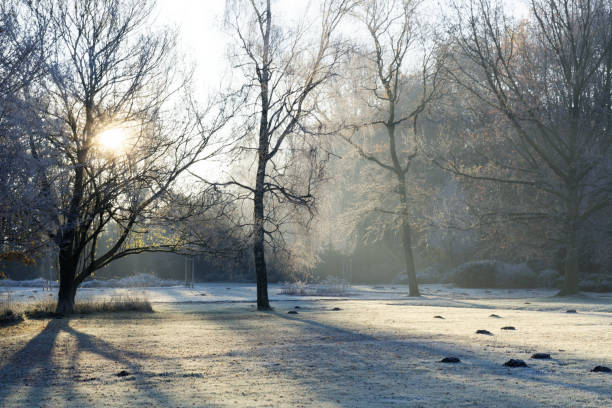 istock morning in the foggy forest 2150559504
