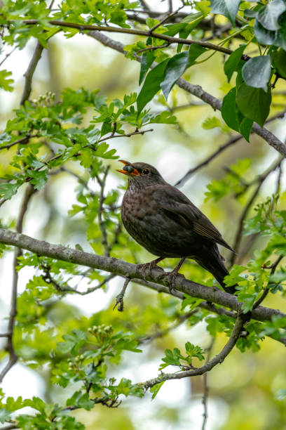 istock Male Common Blackbird (Turdus merula) - Melodious Songster 2150560146