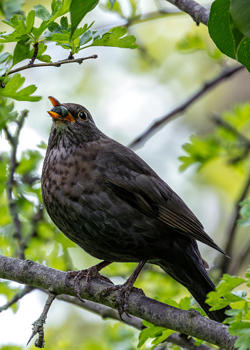 Sleek blackbird with vibrant yellow eye. Renowned for beautiful song, frequents Dublin's parks & gardens.
