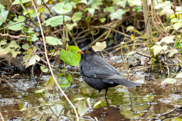 Sleek blackbird with vibrant yellow eye. Renowned for beautiful song, frequents Dublin's parks & gardens.