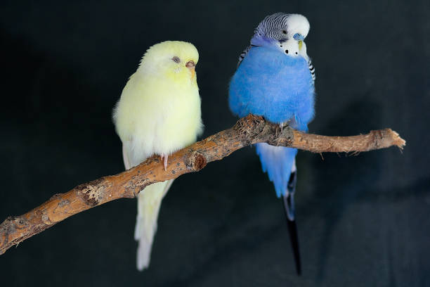istock Blue budgerigar and yellow budgerigar (melopsittacus undulatus) sitting on a branch on a black background 2150561903