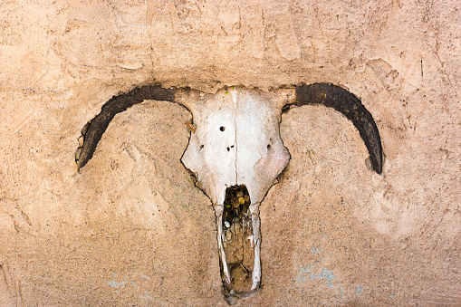 Santa Fe Style: Close-up cow (longhorn steer) skull on an adobe wall. Shot in Chimayo, NM.