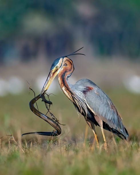 A big catch. A Purple Heron with a snake.