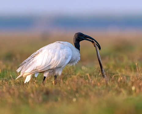 The Black Headed Ibis also known as the Oriental white ibis, is a species of wading bird of the ibis family.