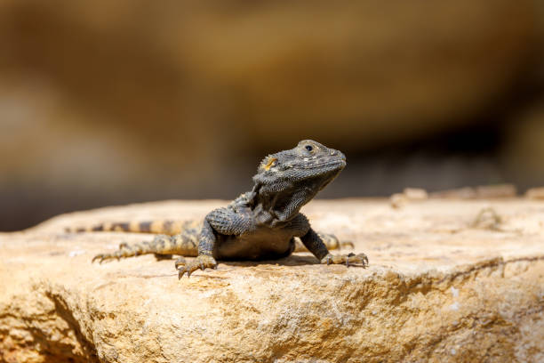istock A starred agama lizard, stellagama stellio, on a rock. Also known as the roughtail rock agama or painted dragon. 2150564343
