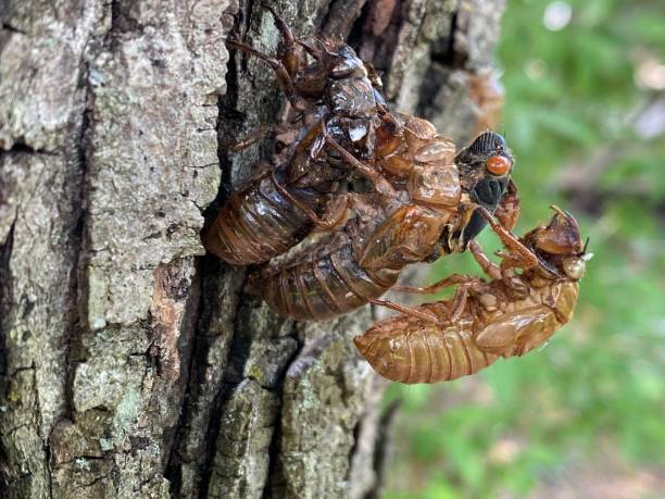 istock Cicada Brood X Virginia invasion emergence 2150564439