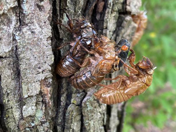 istock Cicada Brood X Virginia invasion emergence 2150564440