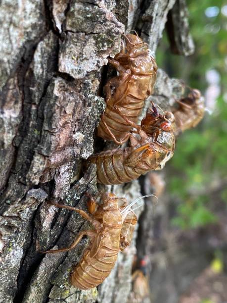 istock Cicada Brood X Virginia invasion emergence 2150564441