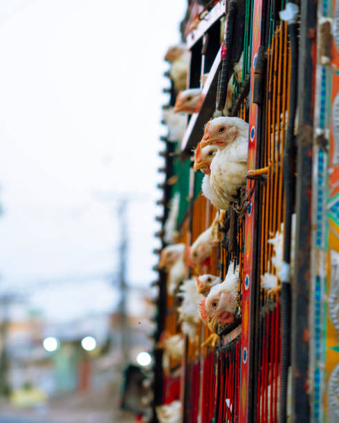 istock Chicken Transport In A Pick Up Truck 2150567597