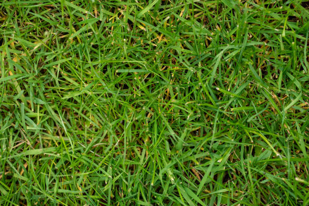 istock Lush Green Grass Macro Texture - Vibrant Nature Background 2150567707