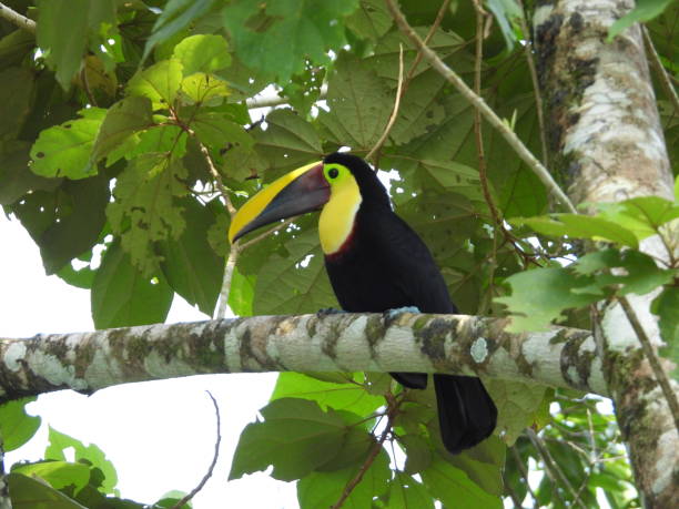 istock Toucans in Costa Rica 2150567925