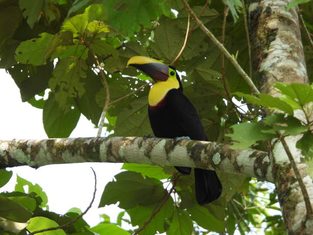 istock Toucans in Costa Rica 2150567928