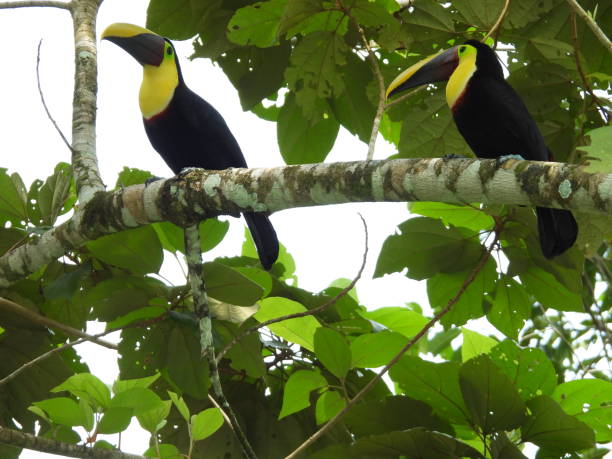 istock Toucans in Costa Rica 2150567937