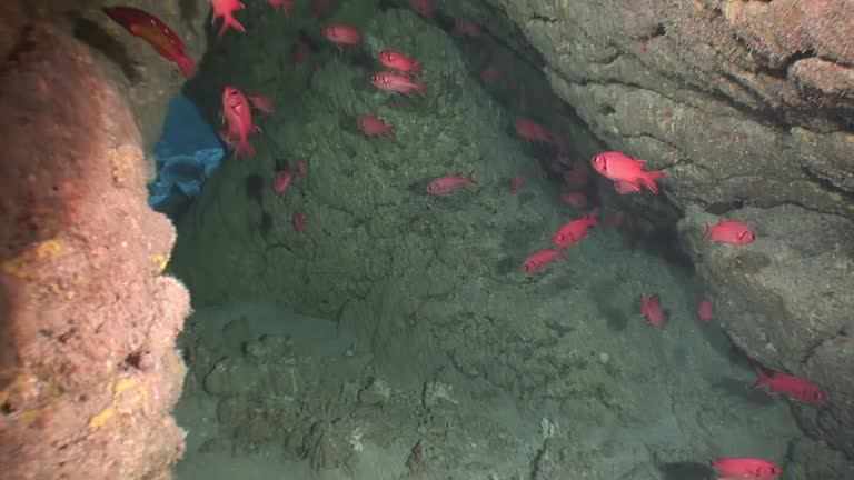 Fish red sea bass swim clean clear water of underwater cave in Red Sea.