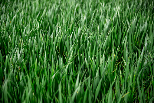 Agricultural Green field of wheat background