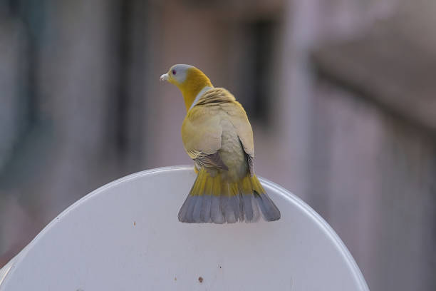 istock Yellow-footed green pigeon 2150569740