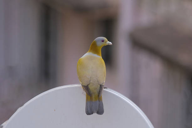 istock Yellow-footed green pigeon 2150569742