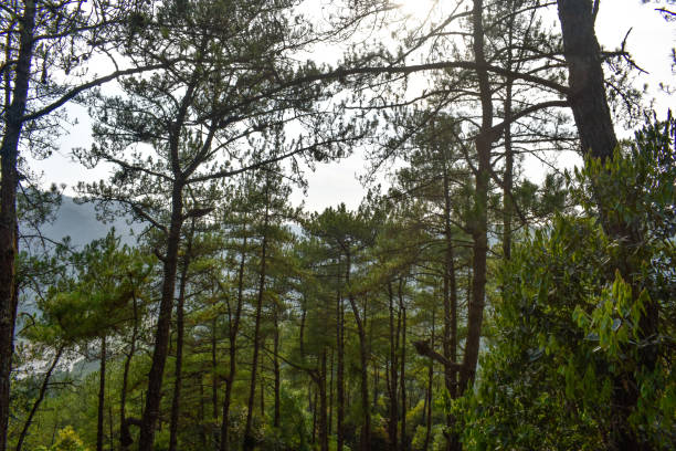 A serene forest scene dominated by tall pine trees with slender trunks and dense foliage
