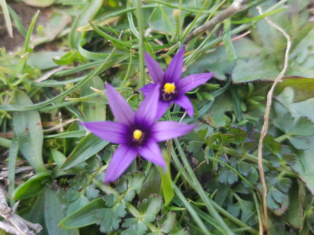istock Purple wildflowers 2150571022
