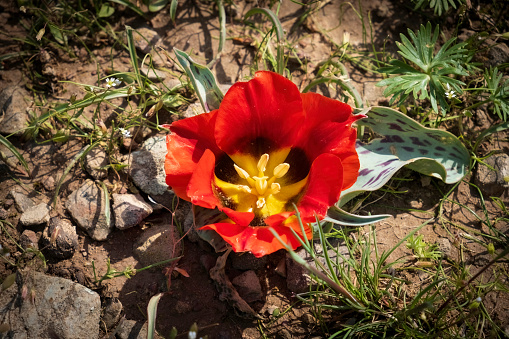The unique Greig's Tulip, T?lipa gr?igii, grows in the deserts and mountains of the Tien Shan in Kazakhstan.