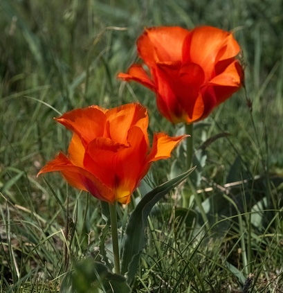 Greig's unique Red Tulip, T?lipa gr?igii, grows in the deserts, steppes and mountains of the Tien Shan in Kazakhstan.