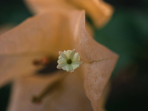 istock Thai Bougainvillea close up 2150571109