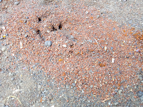 ant holes in the sand. selective focus
