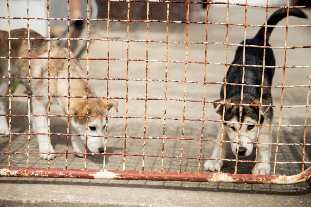 Poor abandoned dogs behind the metal fence in animal shelter