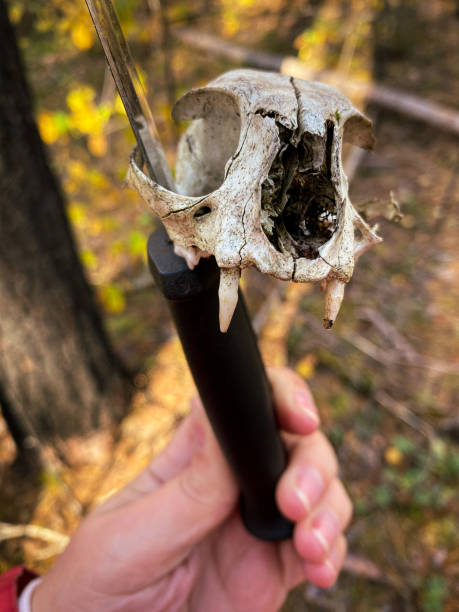 istock Skull of a hare against a forest background 2150573084