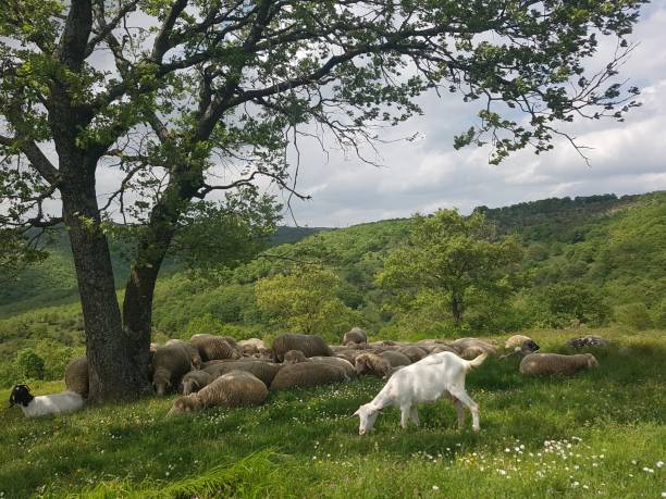istock View of sheep and goats under a tree 2150573099