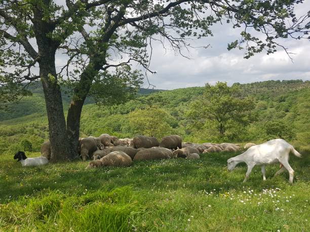 istock View of sheep and goats under a tree 2150573772