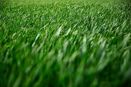 Spring or Summer green grass field in nature. Close up background