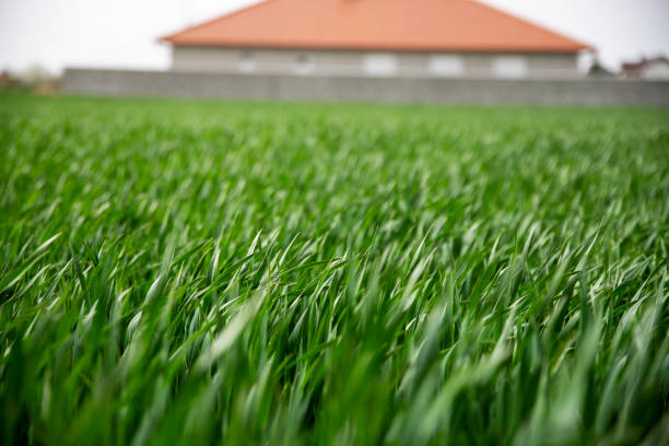 Agricultural green field with young green sprouts on wind
