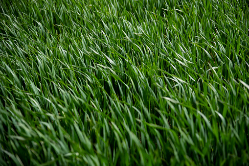 High green grass in the field, full frame, backgrounds