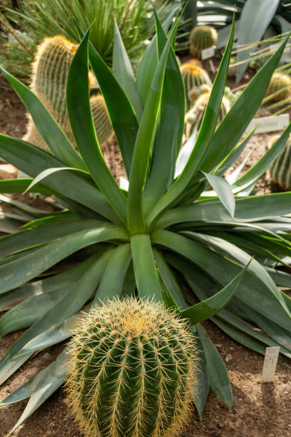 istock A botany plant with a large green leaf and a smaller cactus in the middle 2150575070