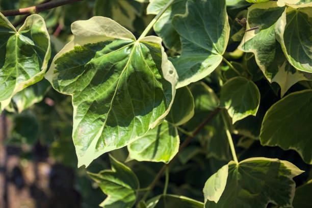 istock Creeper plant leaves seen up close 2150575968