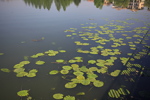 Lilies floatiing on the water of a lake seen from above