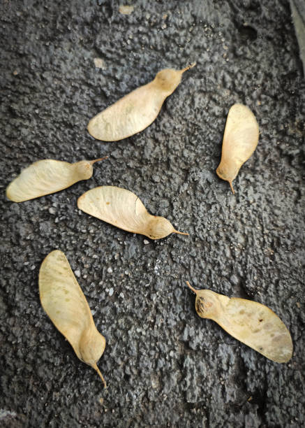 istock Fruit and sedes of Tipuana tipu 2150576651