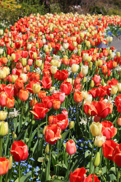 istock Tulip Flowers in Butchart Garden 2150577437