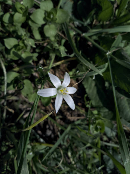 istock Ornithigalum in bloom in the grass 2150577621