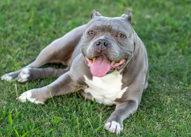 istock Grey pitbull laying in the grass smiling 2150578224